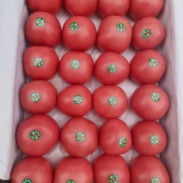 硬粉西红柿大量供货