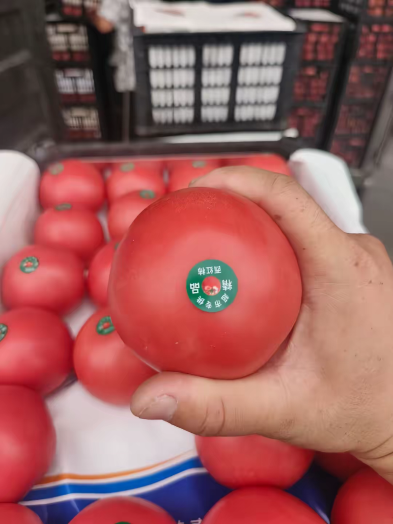 硬粉西红柿大量供货