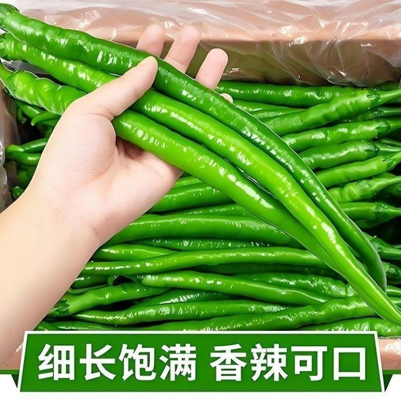 【香辣可口】云南精品线椒对接电商超市供应链量大从优