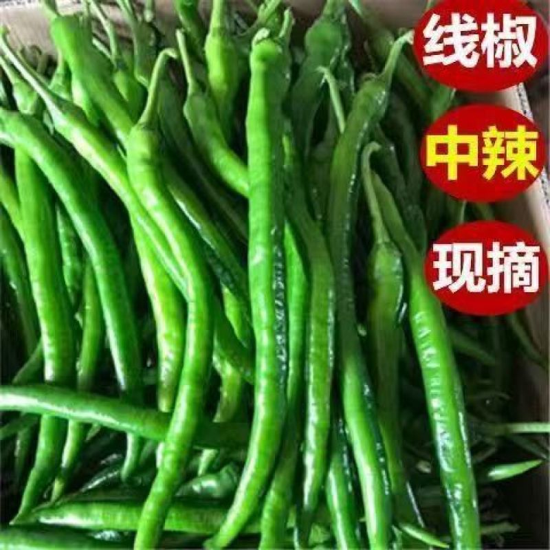 【香辣可口】云南精品线椒对接电商超市供应链量大从优