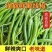 【香辣可口】云南精品线椒对接电商超市供应链量大从优