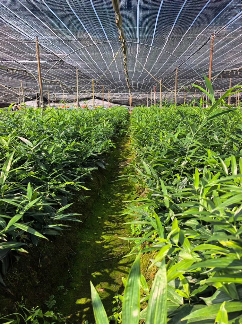 黄精种苗老虎姜种苗四川多花姜型不倒苗甜黄精苗子