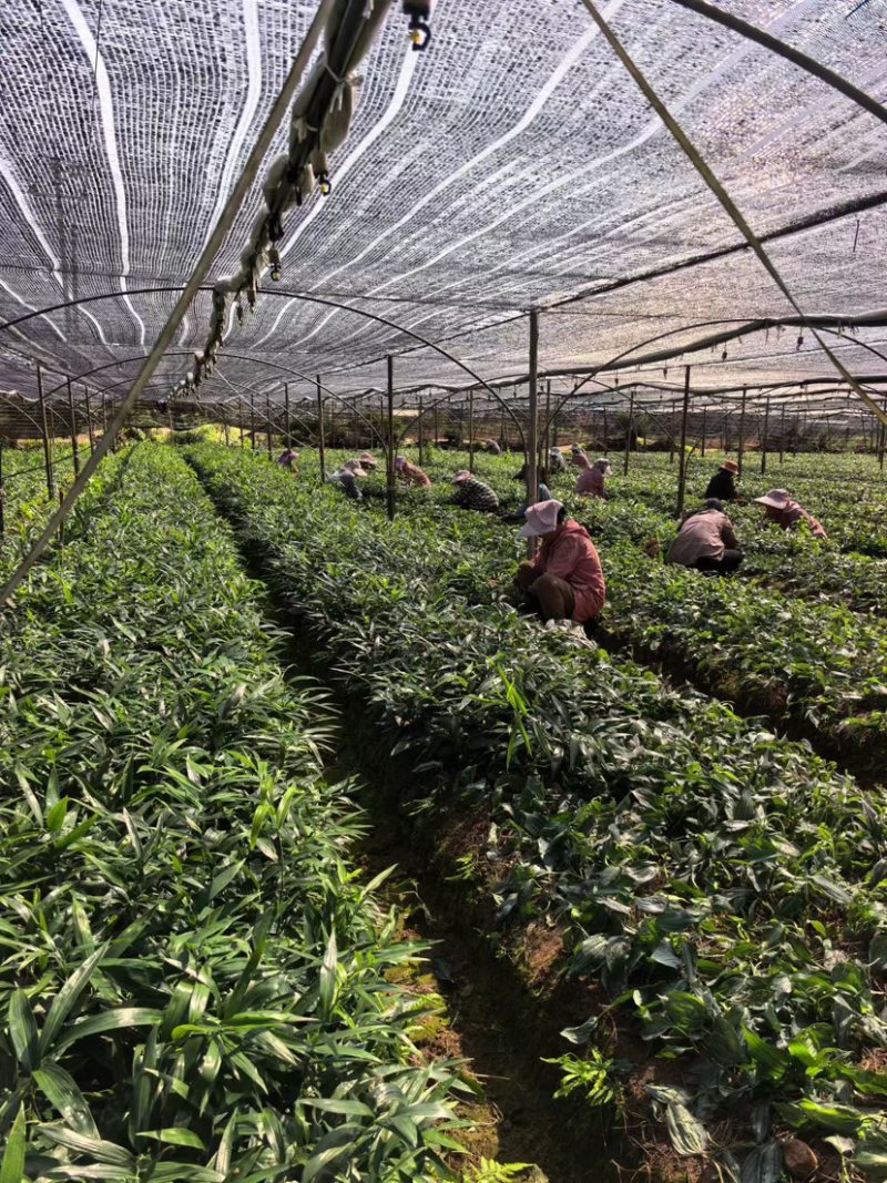 黄精种苗老虎姜种苗四川多花姜型不倒苗甜黄精苗子