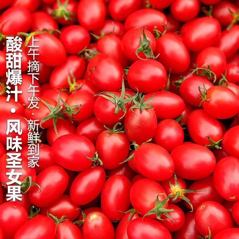 【新鲜采摘】云南精品小番茄现摘现发甜度高水分足量大从
