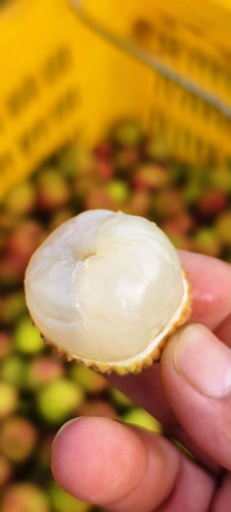 海南琼中妃子笑荔枝新鲜采摘直发（价格随行情）