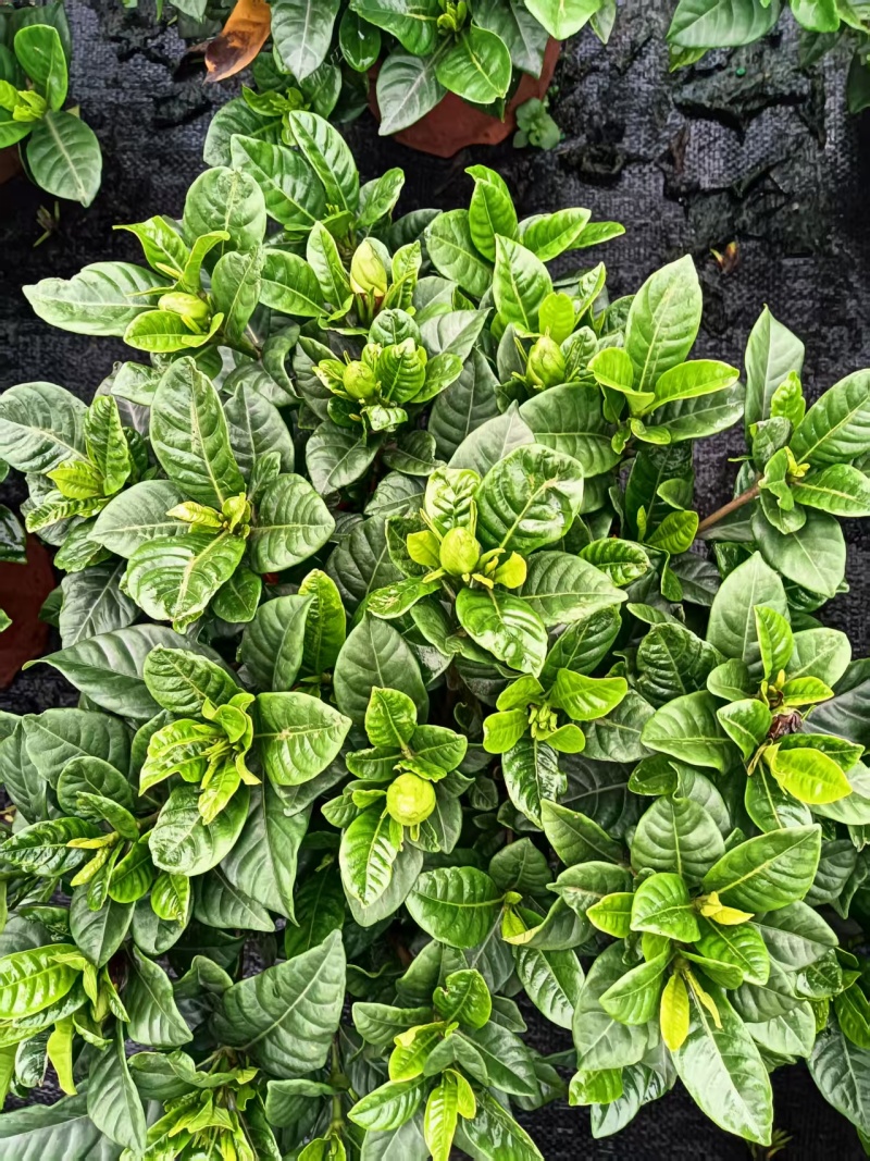 230桅子花
