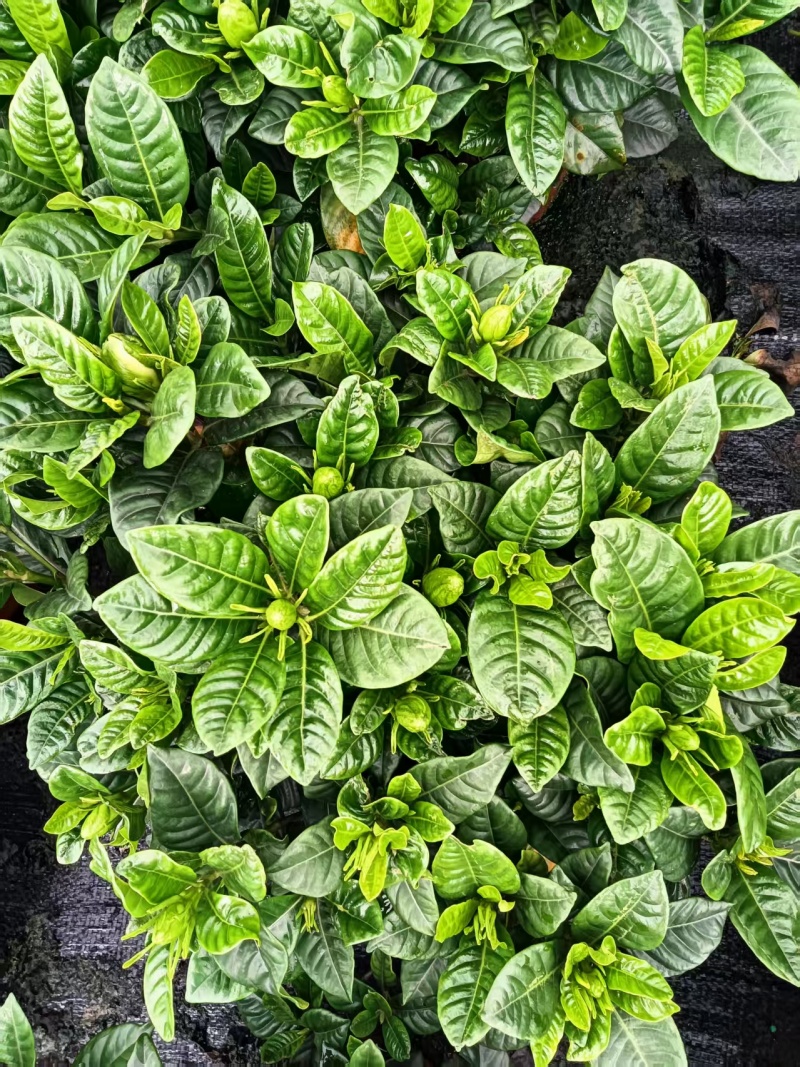 230桅子花