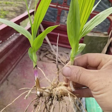 紫花三叉白芨种苗白芨驯化苗白芨苗批发包技术