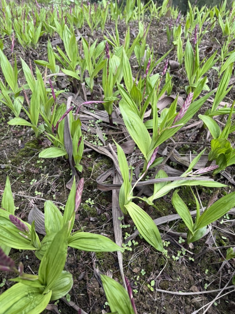 紫花三叉白芨种苗两年白芨苗价格白芨批发