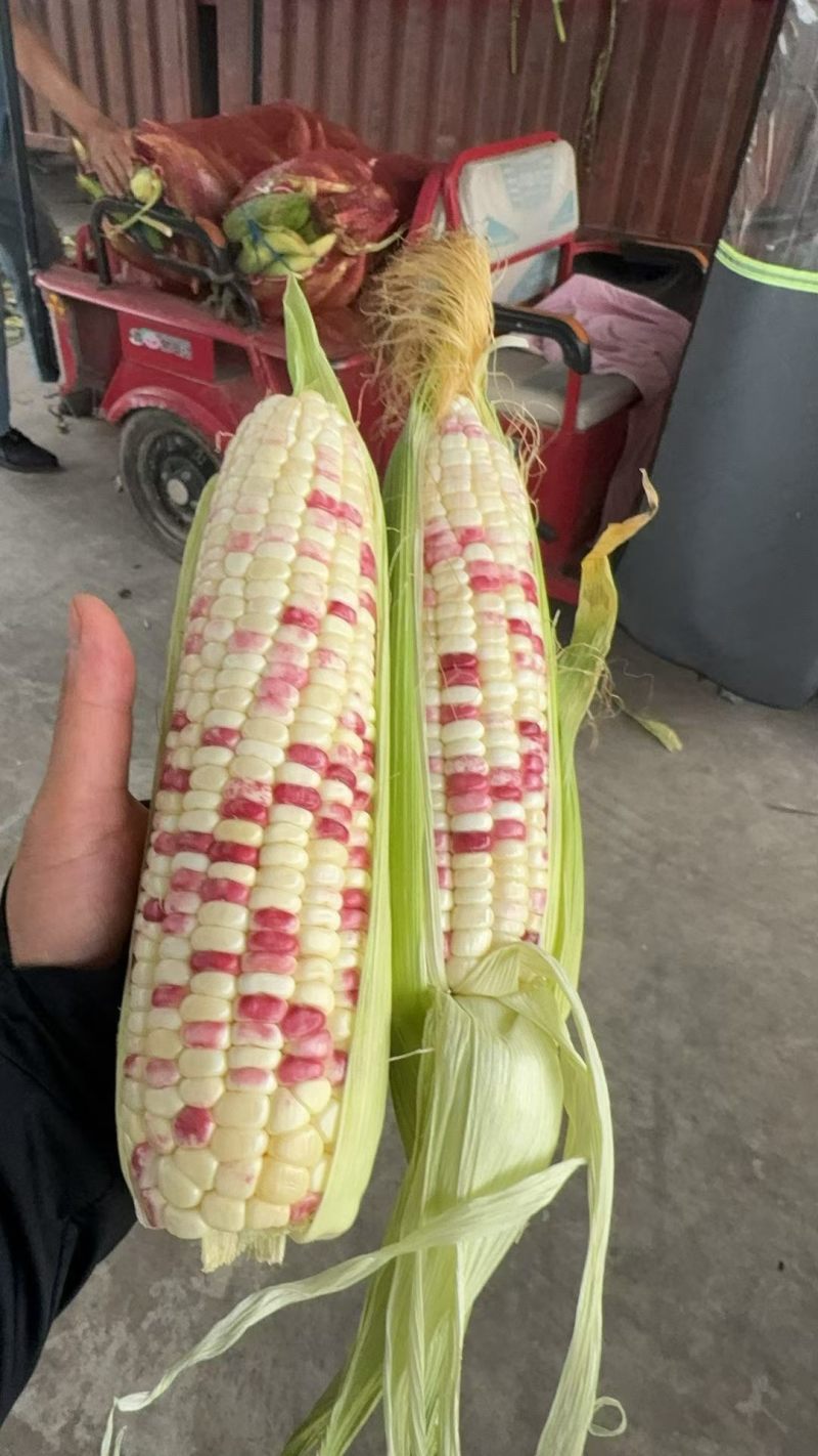 精品花甜糯玉米676