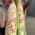 精品花甜糯玉米676