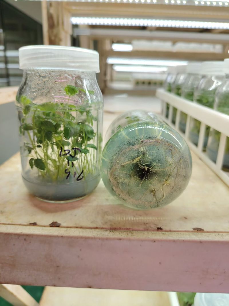 甜查理草莓苗，一年苗脱毒原种繁育，免费提供技术支持