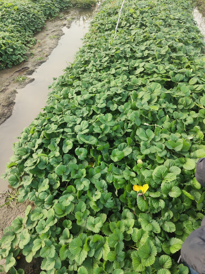 甜查理草莓苗，一年苗脱毒原种繁育，免费提供技术支持