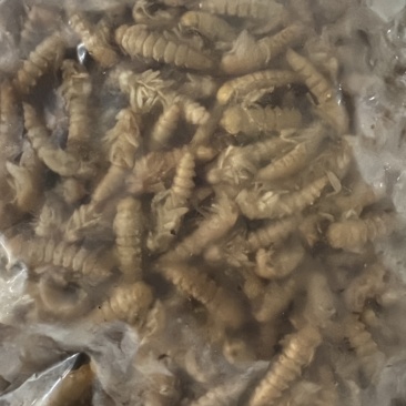 大麦蛹，虫蛹。