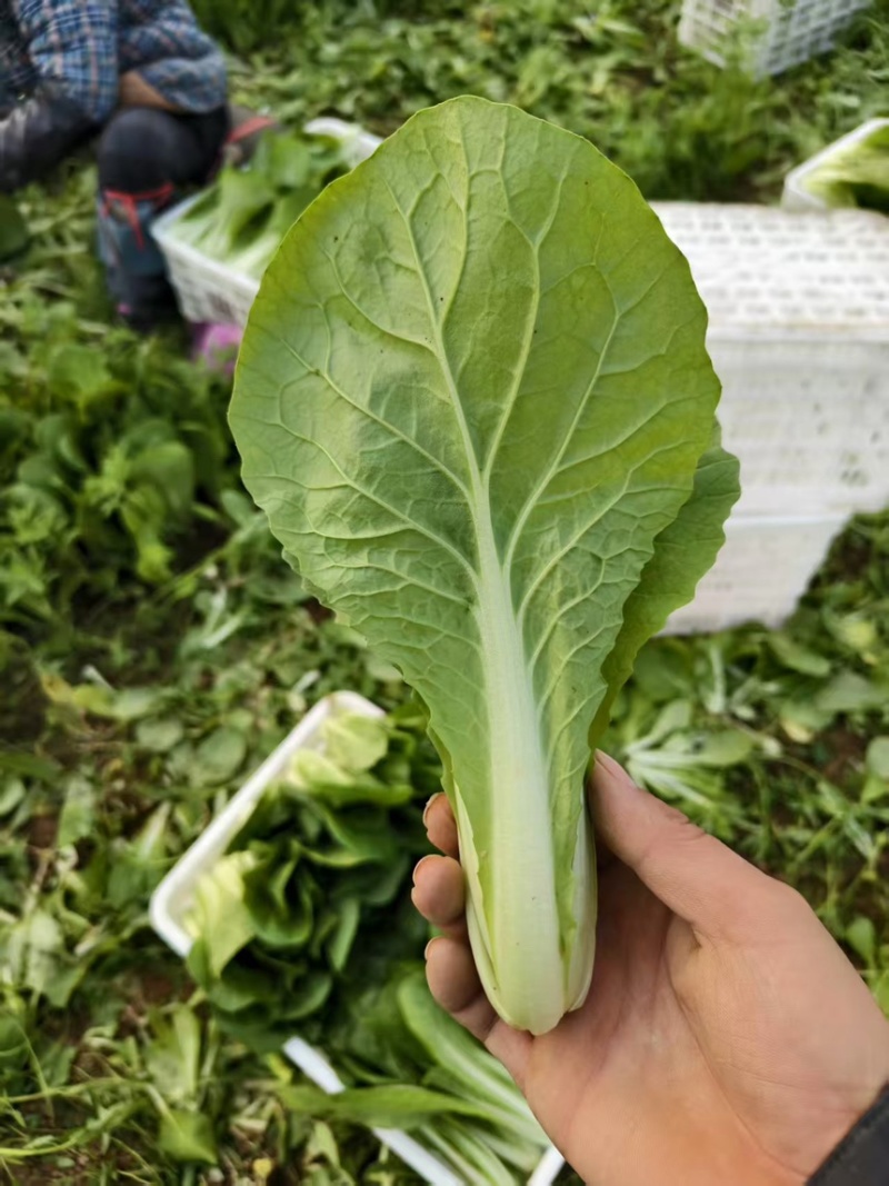 精品毛白菜/长期供货链