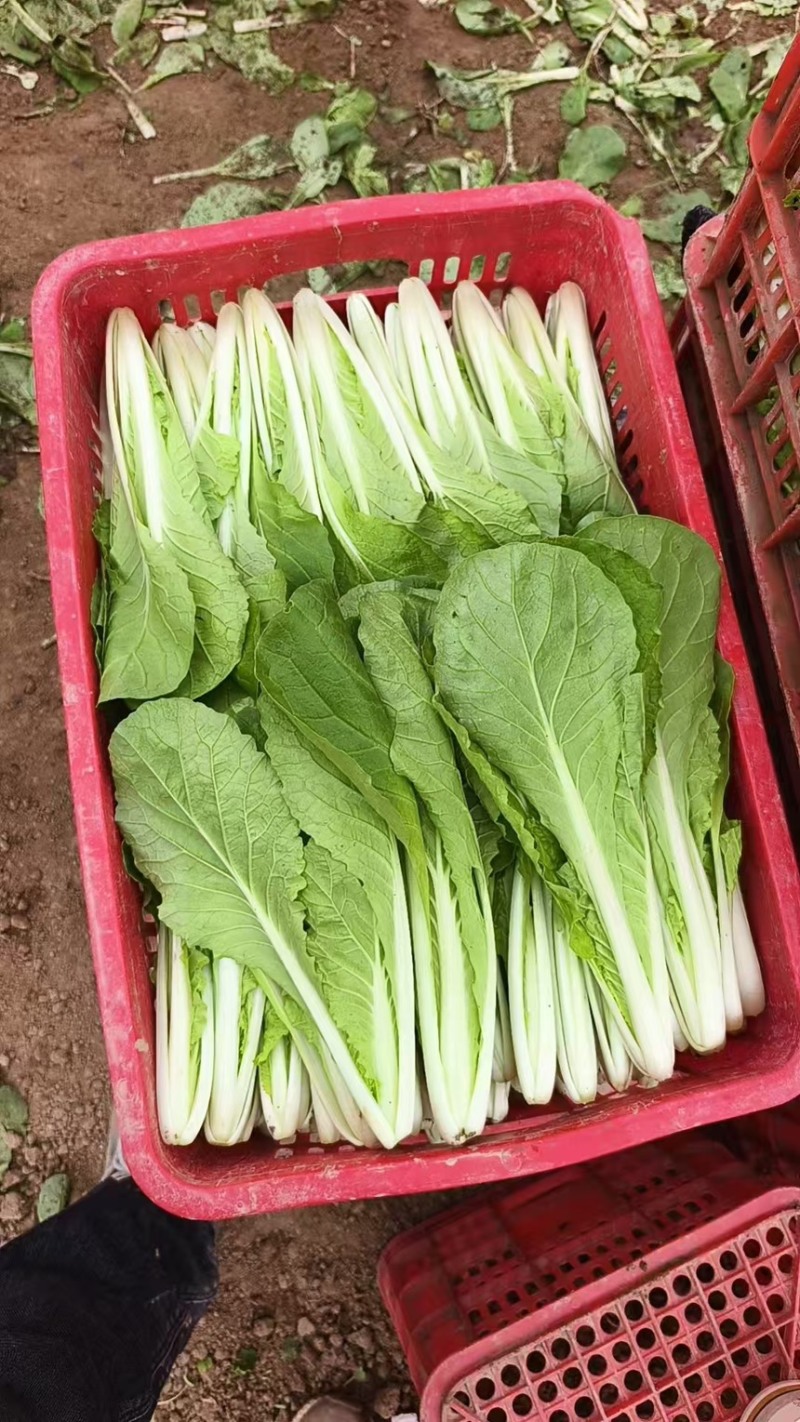 精品毛白菜/长期供货链