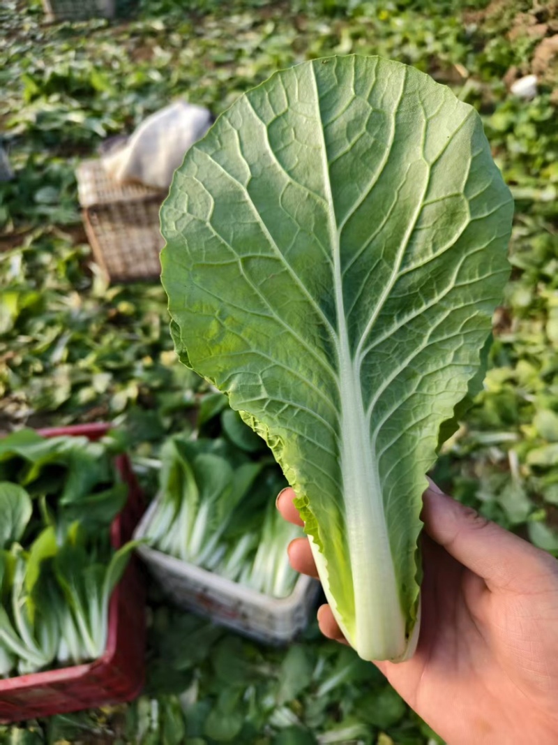 精品毛白菜/长期供货链