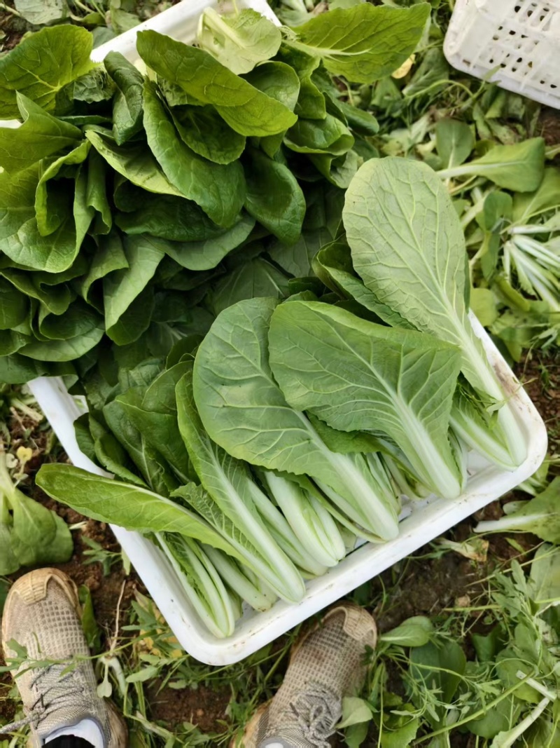 精品毛白菜/长期供货链