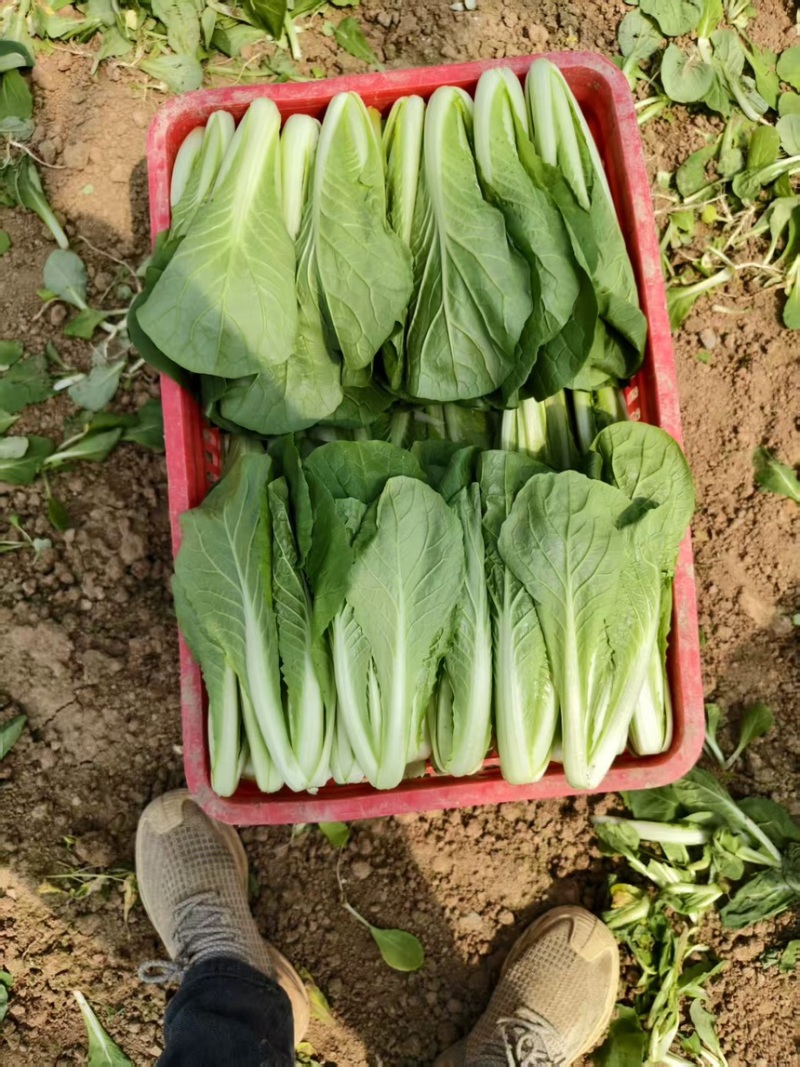 精品毛白菜/长期供货链