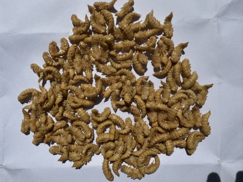 大麦虫蛹虫蛹黄金蛹