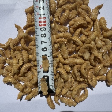 大麦虫蛹虫蛹黄金蛹