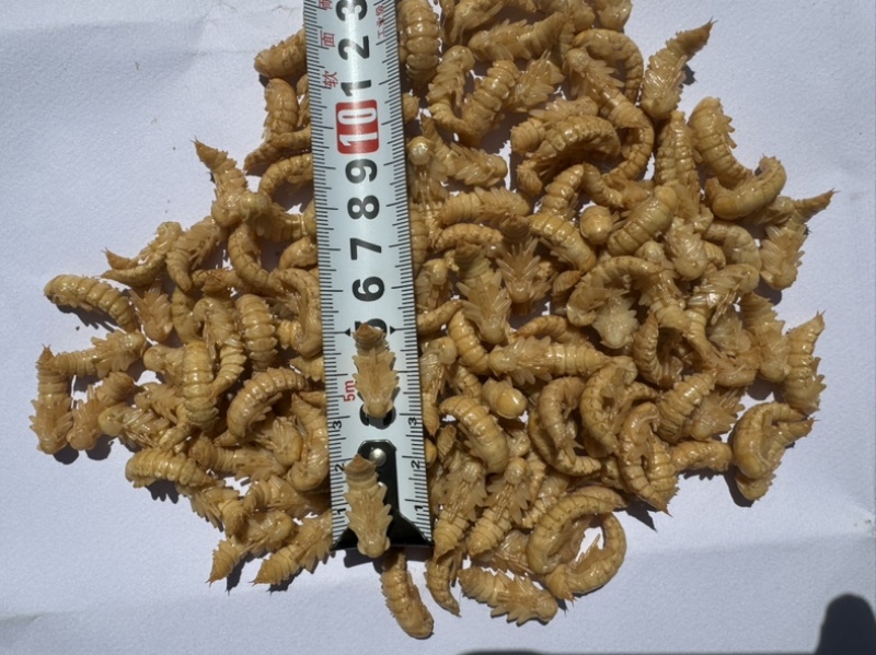 大麦虫蛹虫蛹黄金蛹