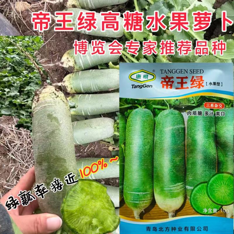 帝王绿水果萝卜种子春夏秋高产绿皮绿肉青萝卜种籽孑微辣多汁