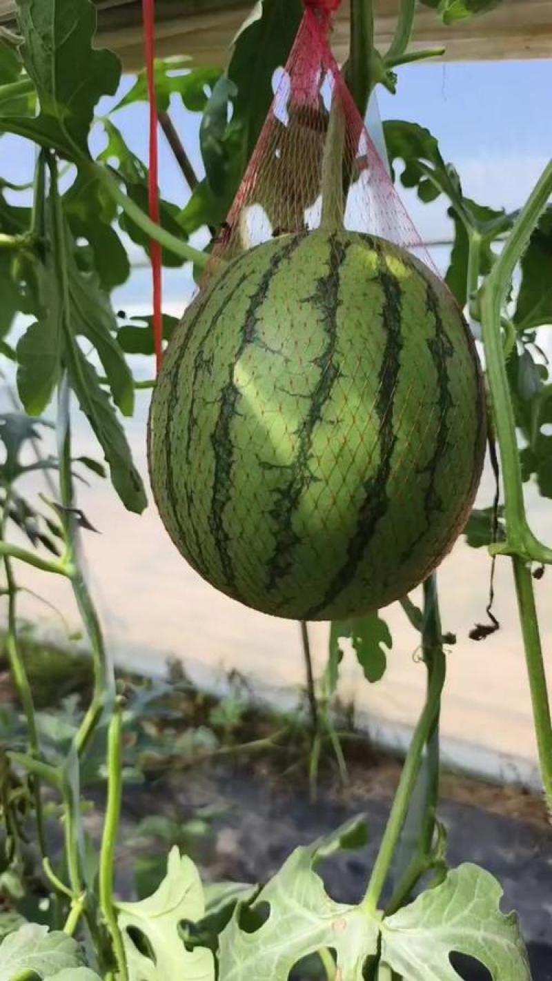 陕西蒲城，吊兰，小糖丸礼品瓜，皮薄脆甜，