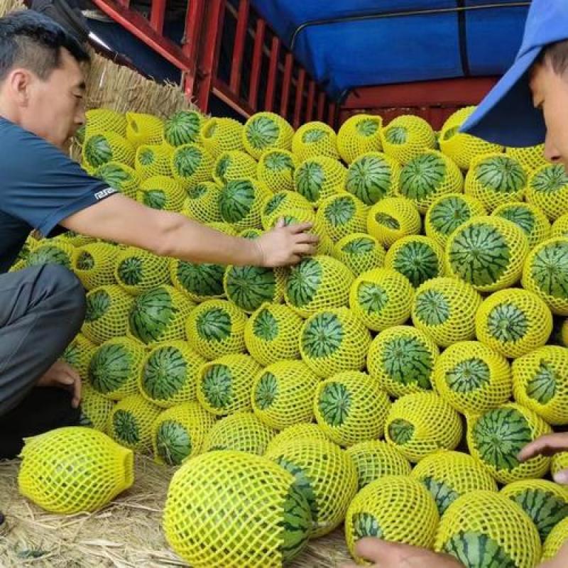 陕西蒲城，吊兰，小糖丸礼品瓜，皮薄脆甜，