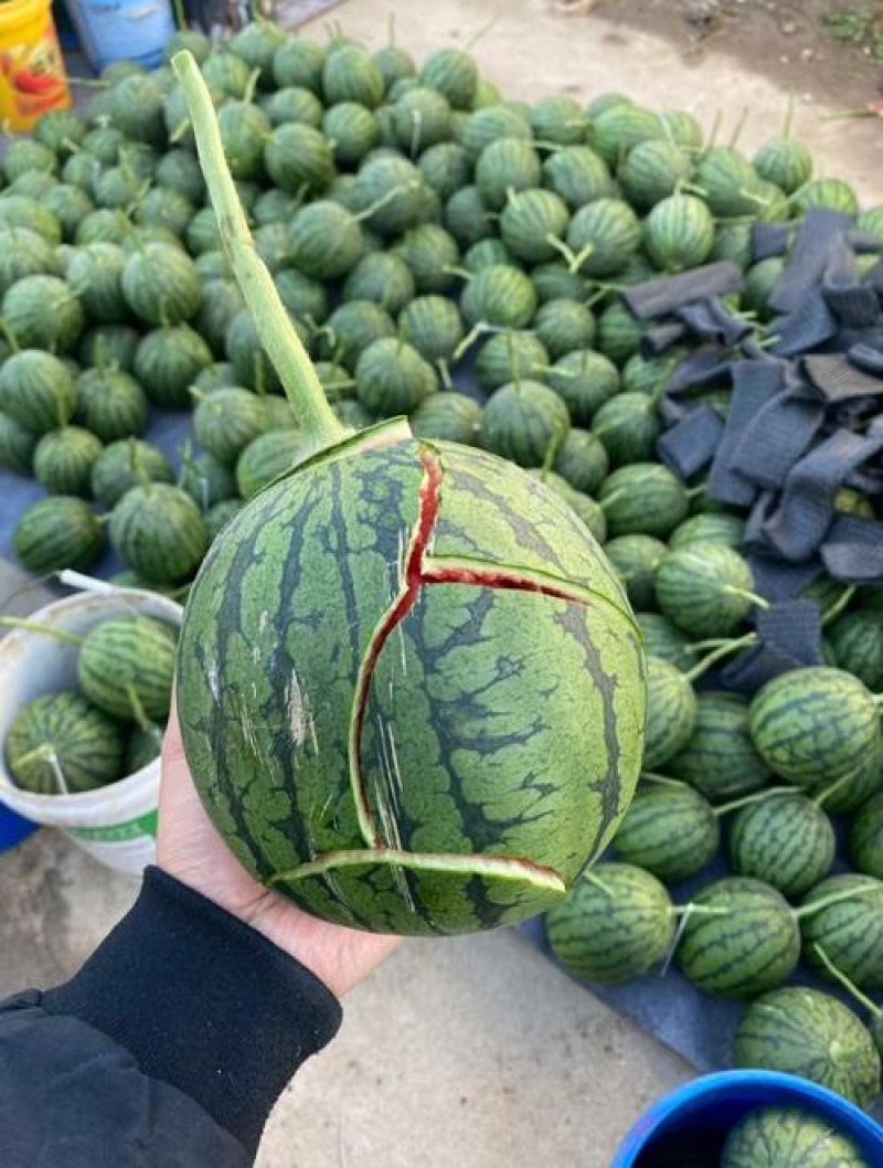 陕西蒲城，吊兰，小糖丸礼品瓜，皮薄脆甜，