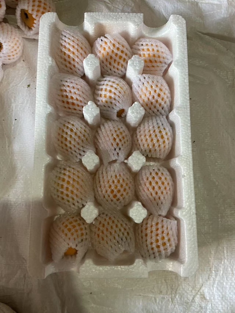 大五星枇杷