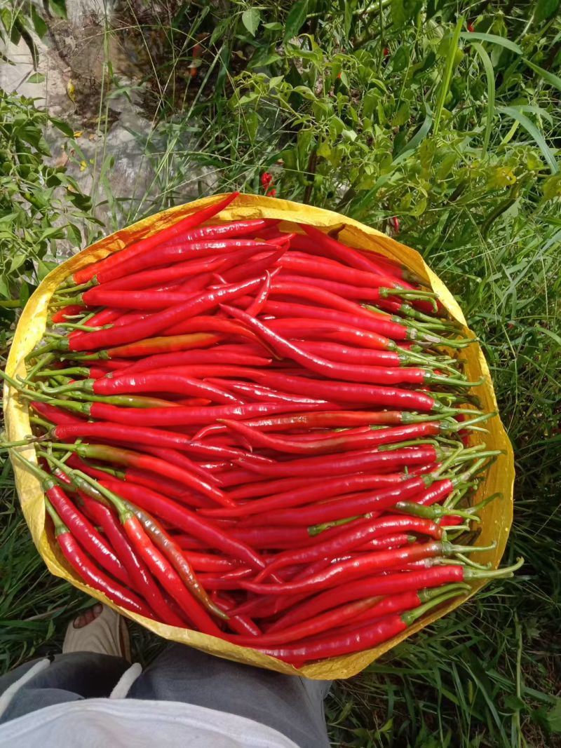 鲜红辣椒