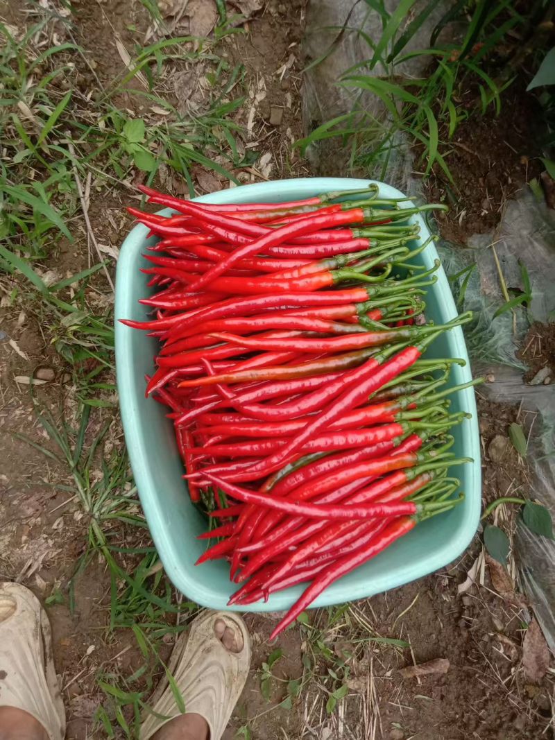 鲜红辣椒