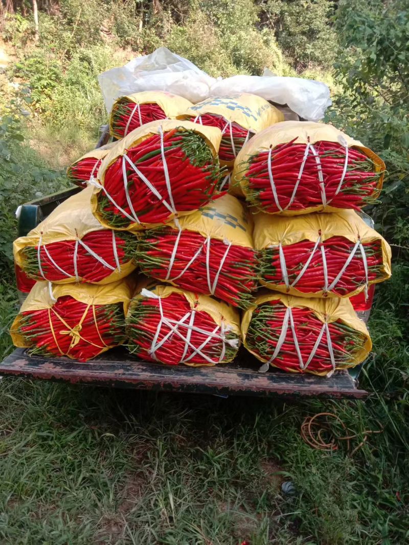 鲜红辣椒