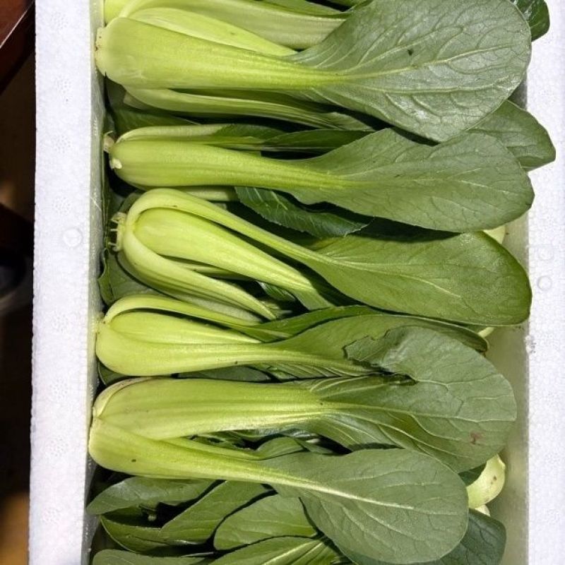 夏绿丰2号青梗菜种子一代杂交耐热耐湿耐寒不拔节半直立叶
