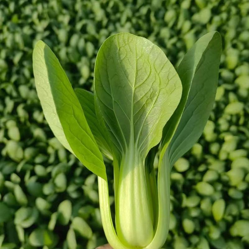 夏绿丰2号青梗菜种子一代杂交耐热耐湿耐寒不拔节半直立叶
