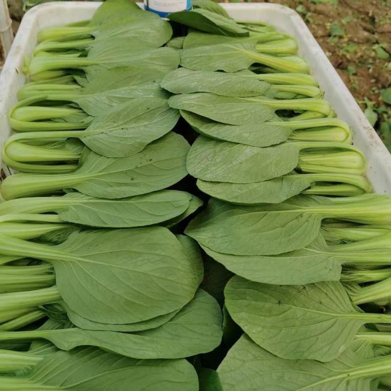 夏绿丰2号青梗菜种子一代杂交耐热耐湿耐寒不拔节半直立叶
