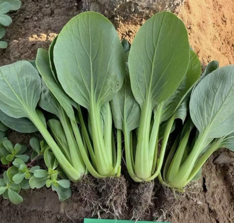夏绿丰2号青梗菜种子一代杂交耐热耐湿耐寒不拔节半直立叶