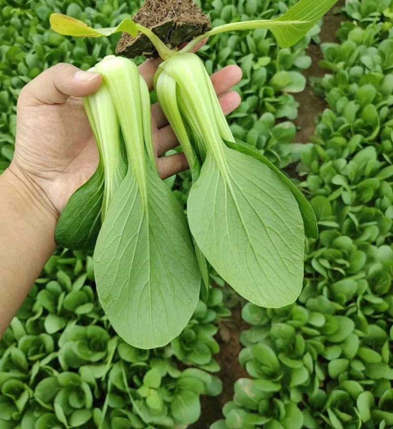 夏绿丰2号青梗菜种子一代杂交耐热耐湿耐寒不拔节半直立叶
