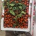 玲珑小番茄，清甜，贝贝，糖伯都有货，多年供应，包装齐全，