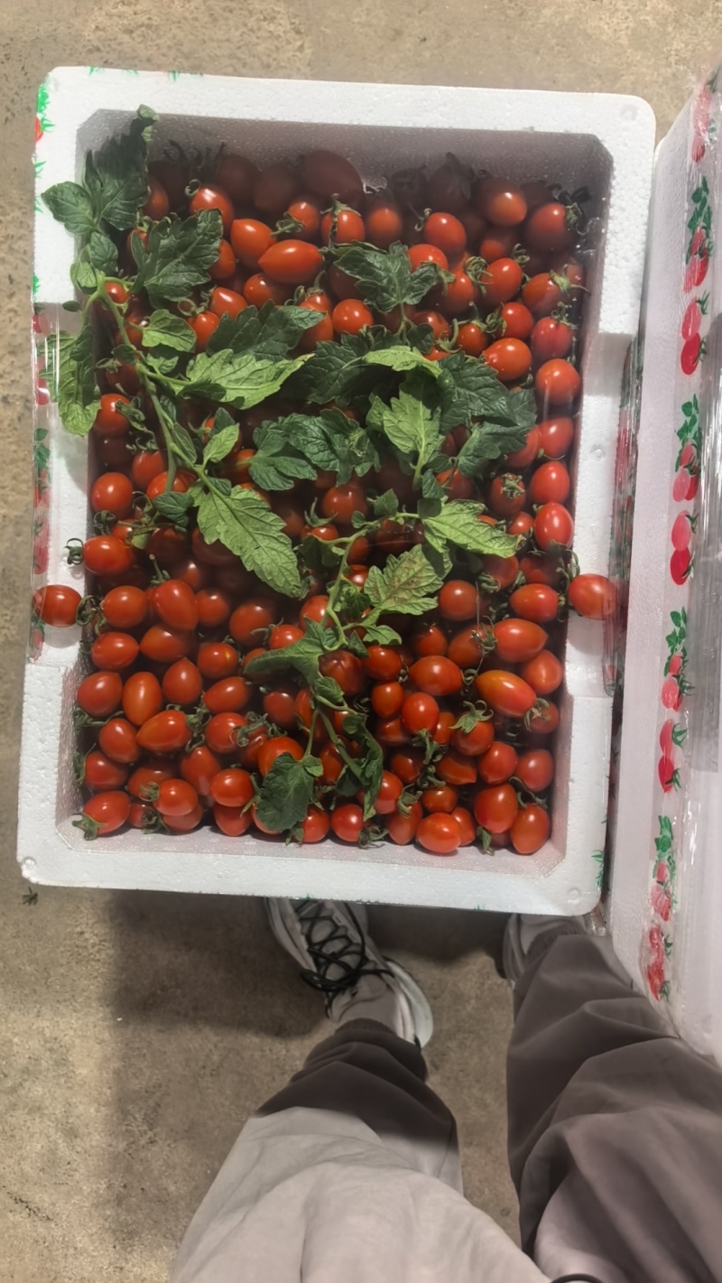 玲珑小番茄，清甜，贝贝，糖伯都有货，多年供应，包装齐全，