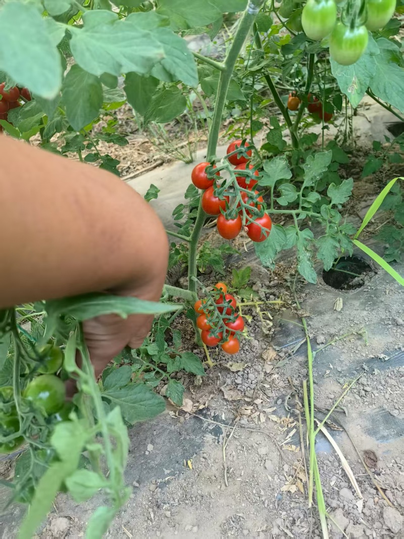 玲珑小番茄，清甜，贝贝，糖伯都有货，多年供应，包装齐全，