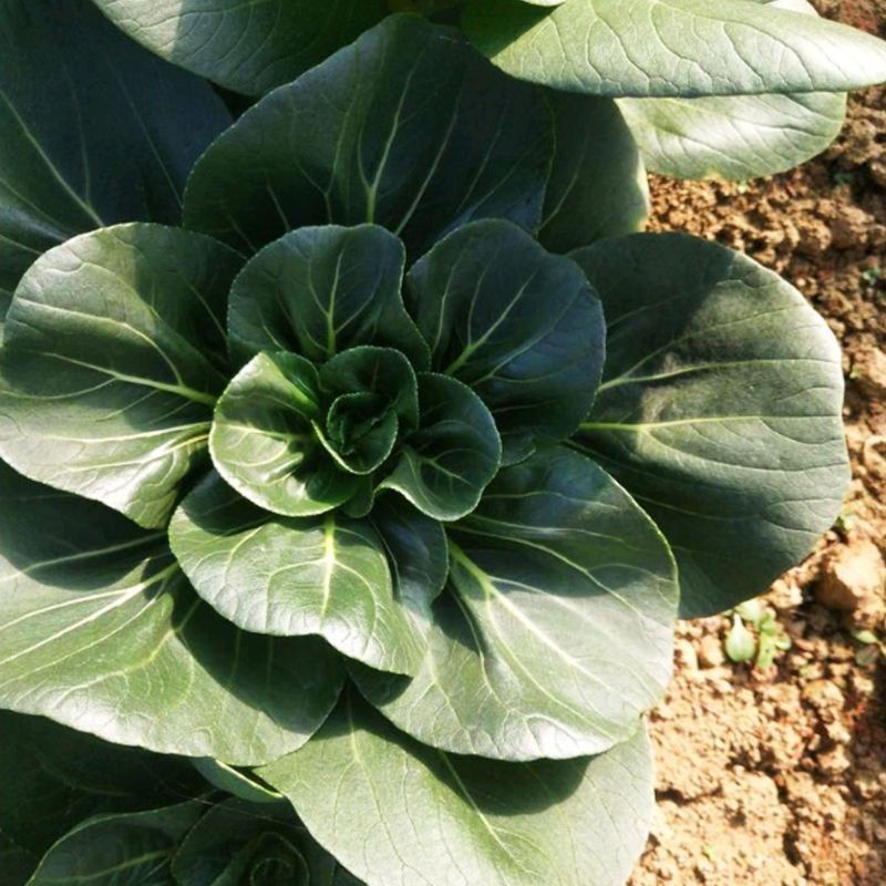 苏美糯青菜种子苏州青黑油绿叶矮脚甜糯耐寒秋季播青梗菜蔬菜
