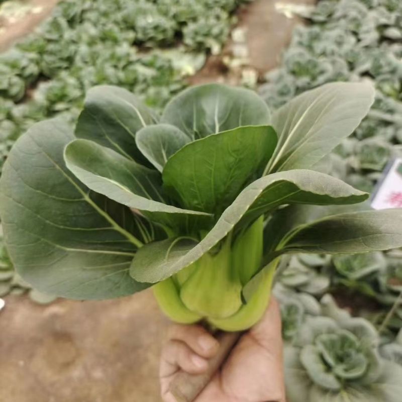 墨冠730青梗菜种子黑叶苏州青口感好墨绿油亮高产耐热