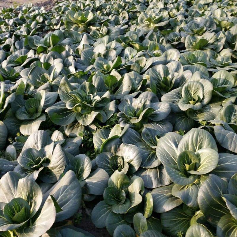 墨冠350耐热杂交苏州青种子味甜好吃高温不拔节抗病高产