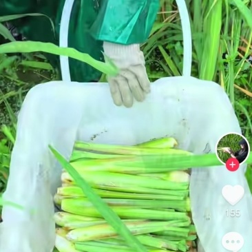 茭白