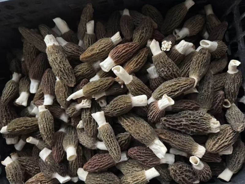 精品羊肚菌干品5-7