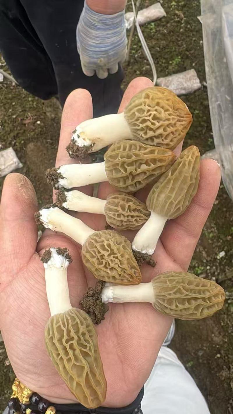 精品羊肚菌干品5-7