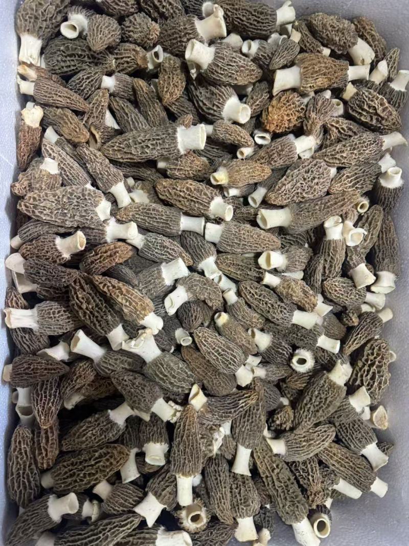 精品羊肚菌干品5-7