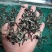 精品电商木耳丝无根木耳丝***优质木耳丝价格不高足干木耳